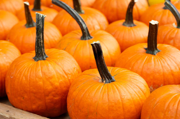 istock Pie pumpkins at a local market 1348280102