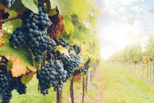 寒さと霧の秋の収穫時期にブドウ畑でブドウ - pinot noir grape merlot grape cabernet sauvignon grape grape ストックフォトと画像
