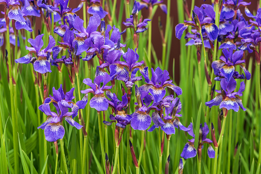 Purple-blue Iris sibirica flower in the garden.