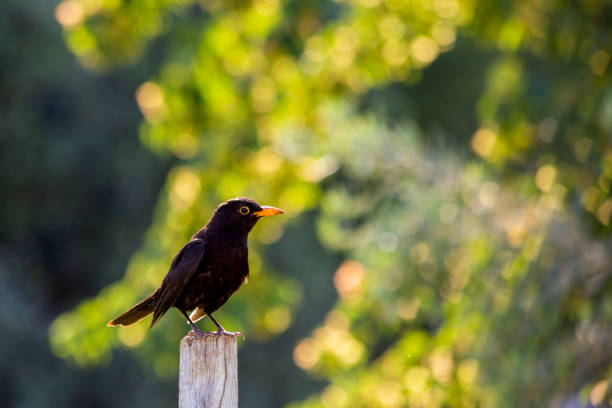 ブラックバードまたは黒いちばし(オス)と灰色のくちばし(メス)(トゥルダスメルラ)は、黒、果物、昆虫を食べるブラックバードファミリー(turdidae)のパッセリン鳥の種です。 - common blackbird ストックフォトと画像