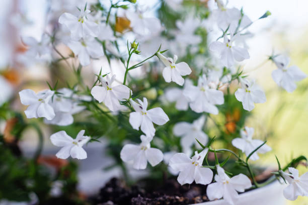 белая лобелия эринус цветет в саду, избирательная направленность. - lobelia стоковые фото и изображения