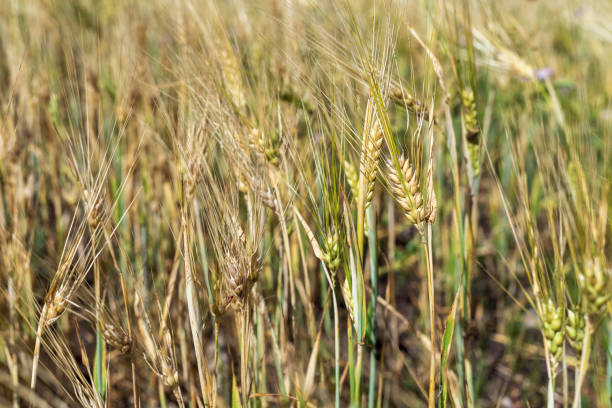 istock Ears of rye in the field, background. 1348281482