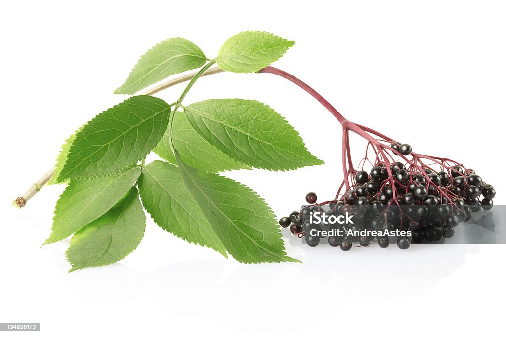 Sabugo, sambucus branch - Royalty-free Cor preta Foto de stock