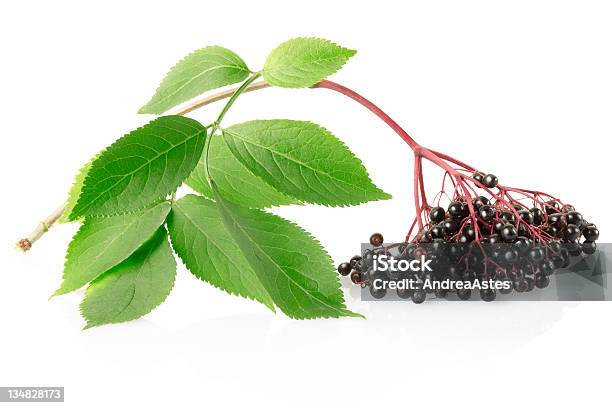 Sabugo Sambucus Branch - Fotografias de stock e mais imagens de Cor preta - Cor preta, Sabugo, Comida