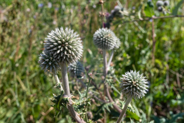 Inflorescence of Echinops sphaerocephalus in the field. Inflorescence of Echinops sphaerocephalus in the field, selective focus. dissected flower stock pictures, royalty-free photos & images