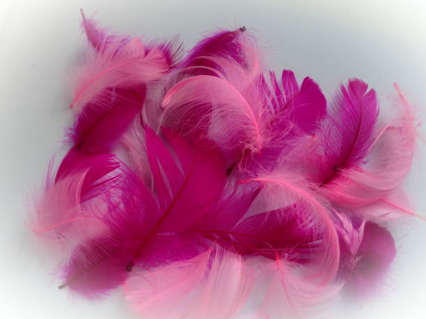 istock Pink and crimson feathers as a background. Light curved fluffy feathers. Flamingo plumage. Colored feathers. Theme of Love, St. Valentine's Day. 1348282596