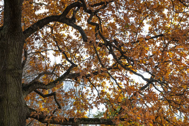 istock Trees in the autumn park 1348284040