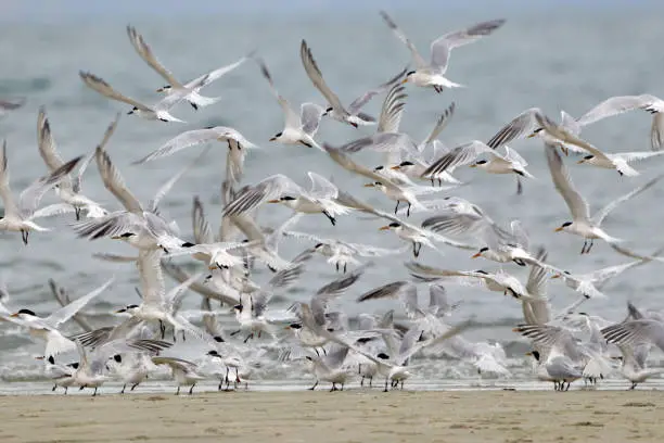 flock of Cabot's Tern (Thalasseus acuflavidus) flying on the shore in Bahia, Brazil