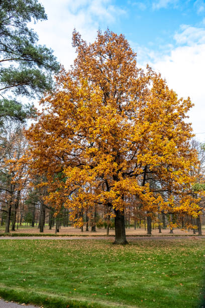 istock Trees in the autumn park 1348284167