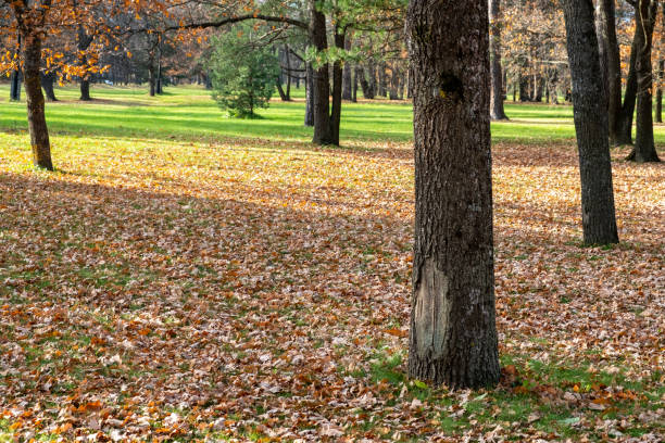 istock Trees in the autumn park 1348284411