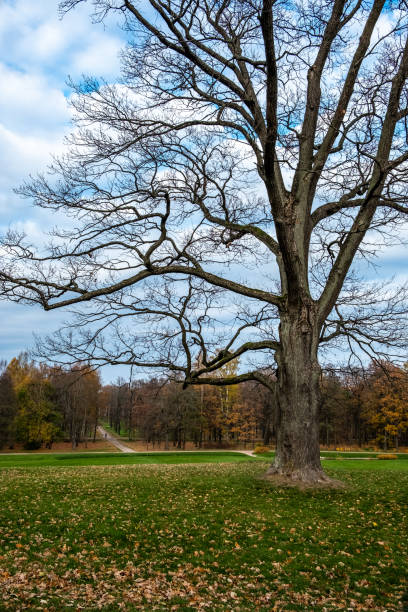 istock Large green field in the park. 1348284582