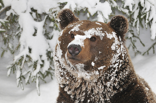 Portrait of a bear in winter