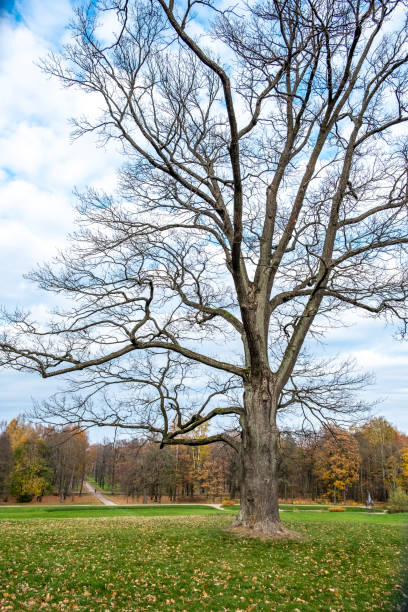 istock Large green field in the park. 1348285300