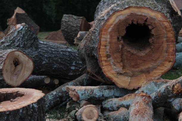 istock tree stump with hollow center for firewood 1348287927