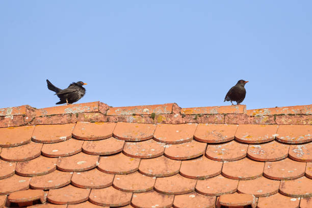 istock Common blackbirds male and female on a roof 1348288799