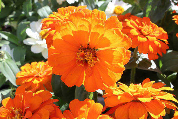 Bright orange marigold plants in the summer sun Bright orange marigold plants in the summer sun. deter stock pictures, royalty-free photos & images