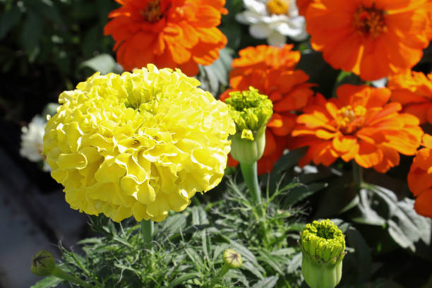 Closeup of yellow and orange marigold plants Closeup of yellow and orange marigold plants. deter stock pictures, royalty-free photos & images