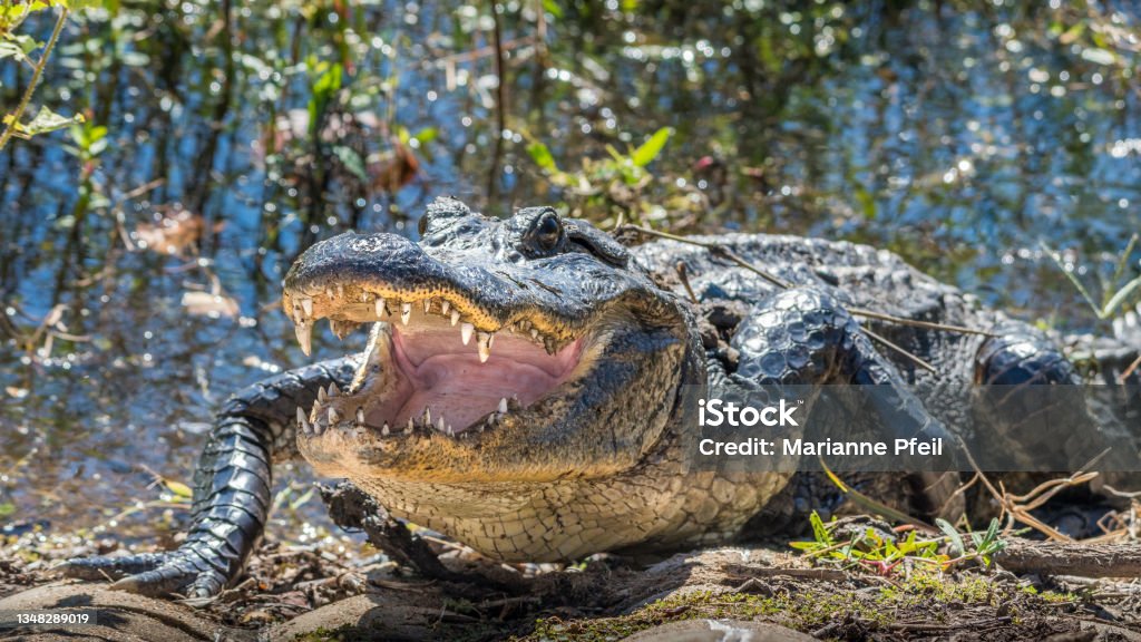 Alligator watching from the water's edge. An American alligator resting at the edge of the water with its mouth open. Alligator Stock Photo