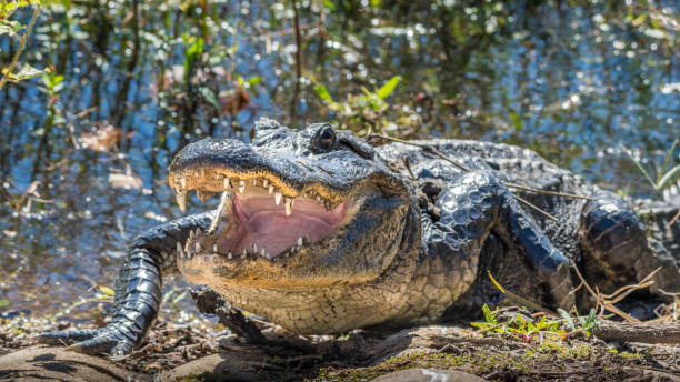 Alligator watching from the water's edge. An American alligator resting at the edge of the water with its mouth open. alligator stock pictures, royalty-free photos & images
