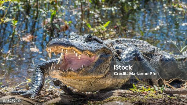 Alligator Watching From The Waters Edge Stock Photo - Download Image Now - Alligator, Mouth Open, Teeth