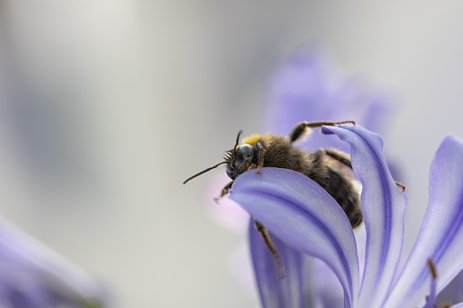 Close-up face to face with a bee sitting on the blossom of an Agapanthus flower
