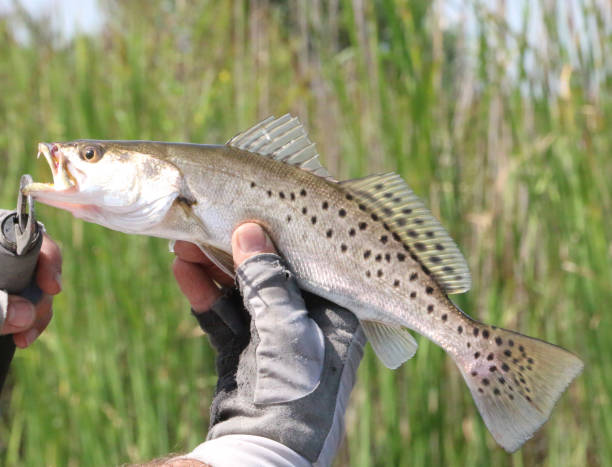 Speckled Trout a fisherman holding a speckled trout caught in a bayou brook trout stock pictures, royalty-free photos & images