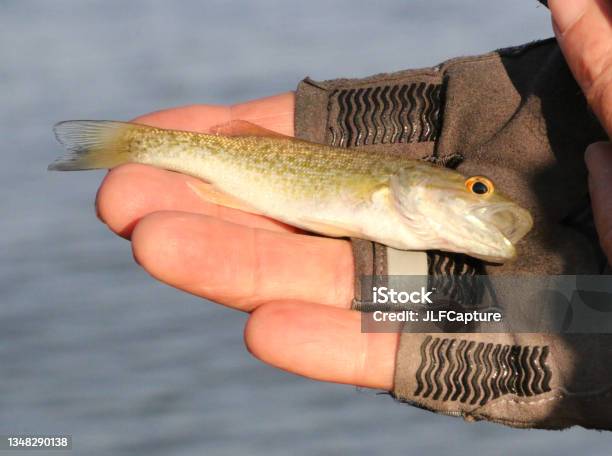Baby Smallmouth Bass Stock Photo - Download Image Now - Catch of Fish,  Fish, Fisher - Role - iStock