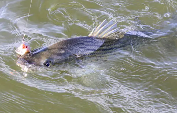 a striped bass, also called striper, being caught in Lake Texoma