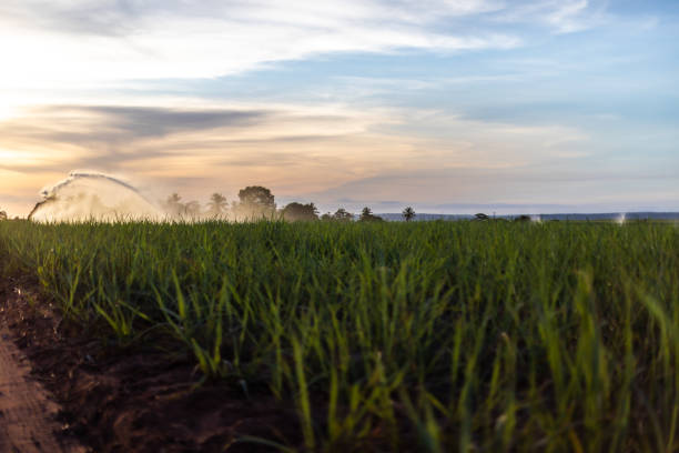 istock Cannon irrigation of sugarcane plantation 1348291351