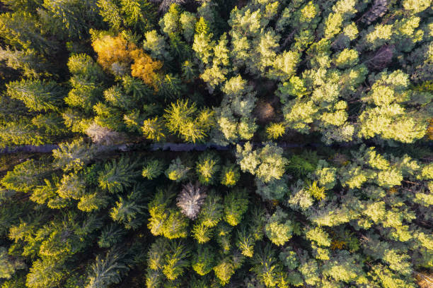 istock Directly above full frame shot of forest in autumn 1348291353