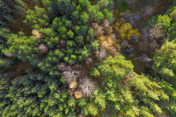 istock Directly above full frame shot of forest in autumn 1348291406