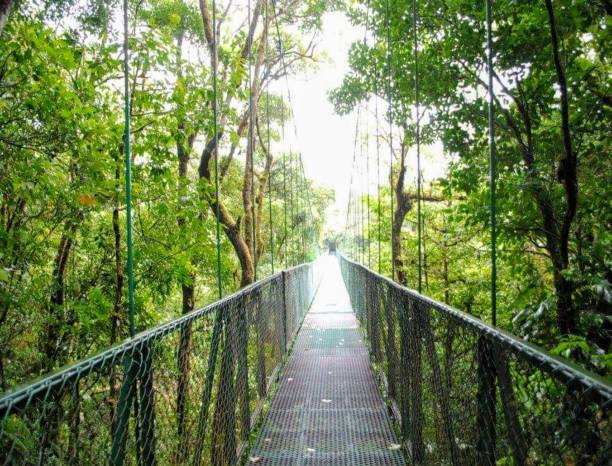Suspension Bridge, Monteverde Nature Center, Hummingbird and Butterfly Gardens, Monteverde, Cordillera del Tilaran, Puntarenas Province, Costa Rica stock photo