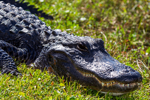 Photograph of an American Alligator resting on land near the water in the Everglades in Florida