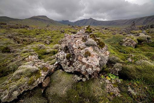 The Berserkjahraun is a 4,000 year old lav field on the Snaefellsness peninsula between the towns of Stykkisholmur and Grundarfjordur.  Thick green moss covers the lava.  The term \