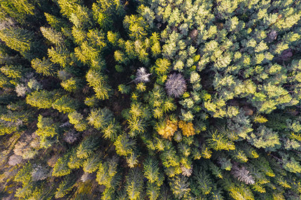 istock Directly above full frame shot of forest in autumn 1348292422
