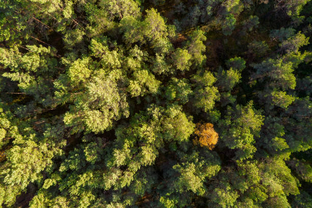 Directly above aerial drone full frame shot of green emerald pine forests and yellow foliage groves with beautiful texture of treetops. Beautiful fall season scenery. Mountains in autumn golden colors