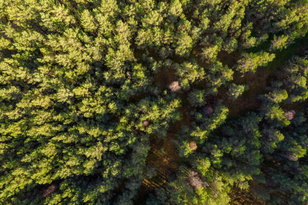 istock Directly above full frame shot of forest in autumn 1348293625