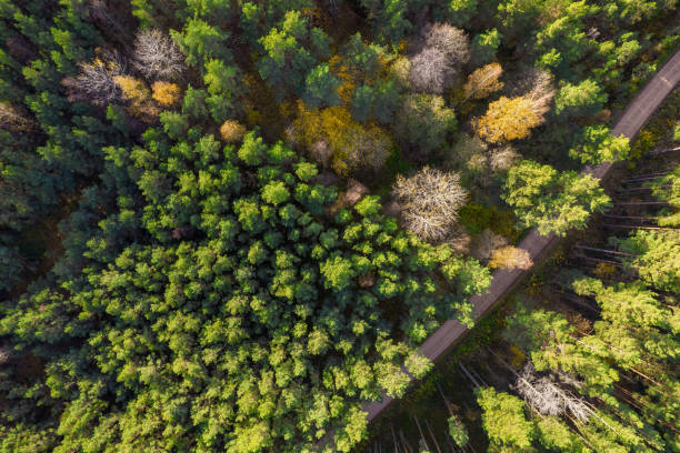 istock Drone view of road and forest in golden time 1348293637