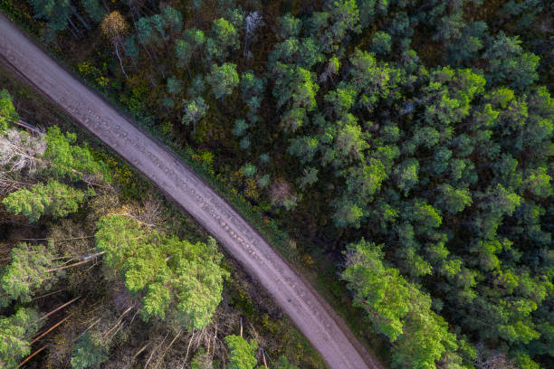 istock Drone view of road and forest in golden time 1348293662