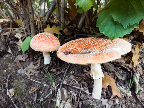 fungo amanita muscaria in un primo piano del bosco - intossicazione da sostanze foto e immagini stock