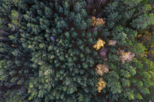 istock Directly above full frame shot of forest in autumn 1348294628