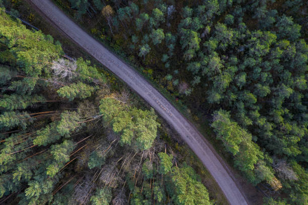 istock Drone view of road and forest in golden time 1348294655