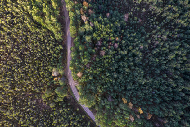 istock Drone view of road and forest in golden time 1348294672