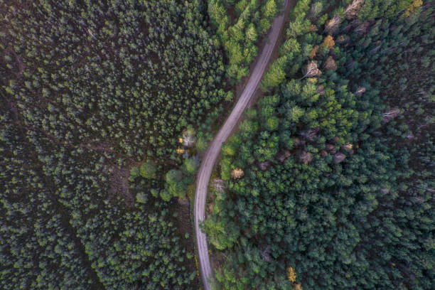 istock Drone view of road and forest in golden time 1348294887