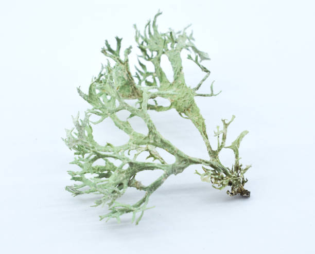 istock Lichen on a white background. Evernia prunastri, also known as oakmoss. 1348296007