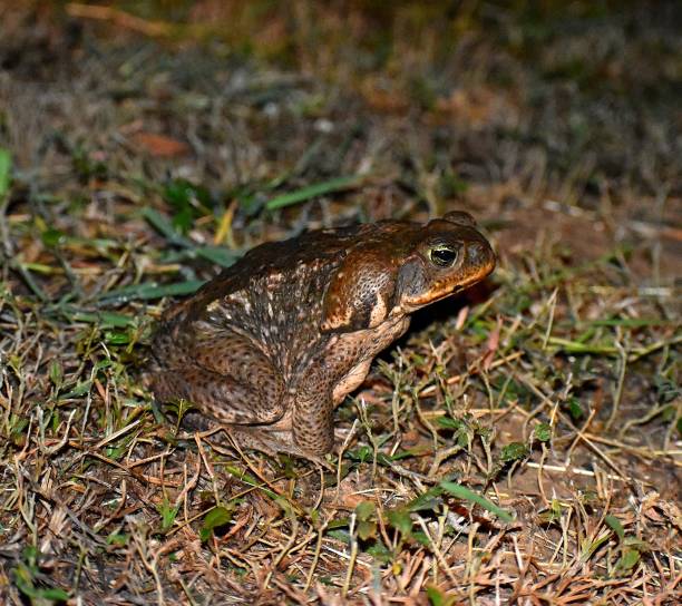 тростниковая жаба - cane toad toad wildlife nature стоковые фото и изображения