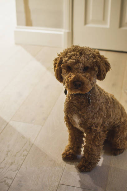 istock Cockapoo puppy dog sitting on wooden floor 1348297085