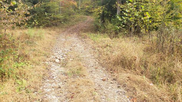 istock Autumn Colored Country Road 1348297114