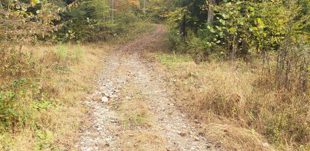 istock Autumn Colored Country Road 1348297176