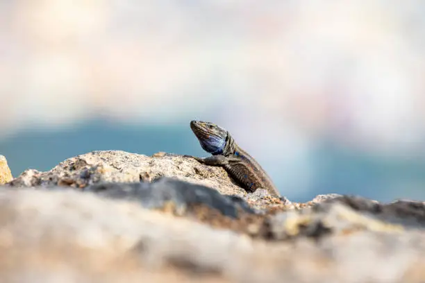 Photo of Gallotia galloti - La Palma, Canary Islands fauna